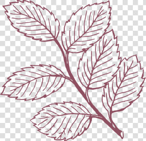 Transparent Leafy Png   Leaves Clipart Black And White  Png Download