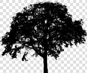 Thumb Image   Tree Silhouette Png  Transparent Png