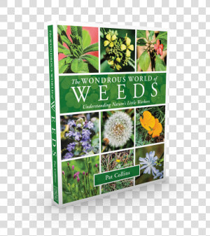 Most Beautiful Weeds In The World  HD Png Download