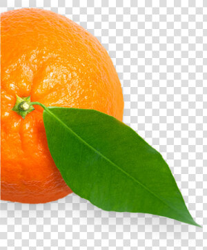 Transparent Clementine Png   Bitter Orange  Png Download