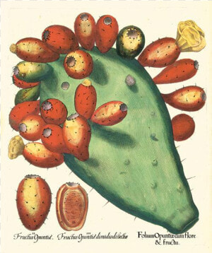 Picture Of Prickly Pear Besler Hortus Eystettensis   Basilius Besler The Book Of Plants  HD Png Download