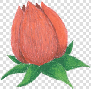 Cartoon Rose Png  rosebud   Animated Rose Png  Transparent Png