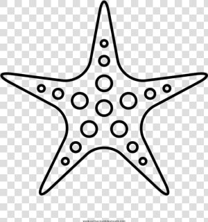 Transparent Starfish Clipart Png   Sea Star Fish Outline  Png Download