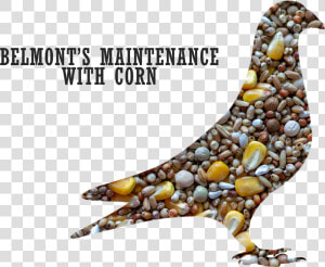 Belmont S Maintenance Pigeon Mix With Corn Title   Maintenance Feeds For Pigeon  HD Png Download