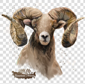 Sheep Transparent Background Png   Transparent Background Sheep Png  Png Download