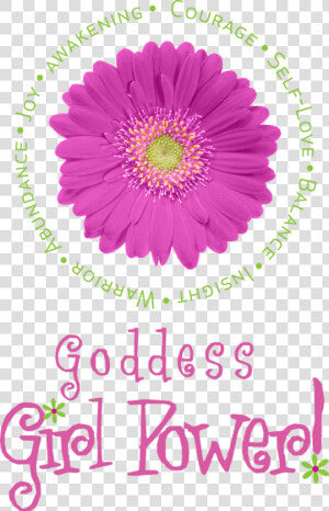 Goddess Girl Power   Barberton Daisy  HD Png Download