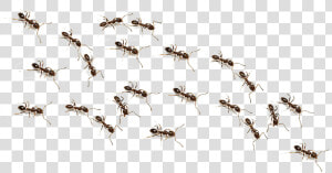 Ftestickers Ant Animals Ants Freetoedit   Transparent Background Ants Png  Png Download