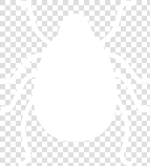 Weevil  HD Png Download