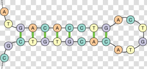 Dna Hairpin  HD Png Download