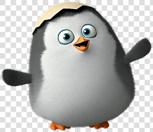  madagascar  penguins  cute   Pinguino De Madagascar Bebe  HD Png Download