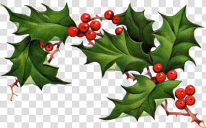 Christmas Holly Border Free Clipart Free Clip Art Images   Christmas Holly Clipart Free  HD Png Download