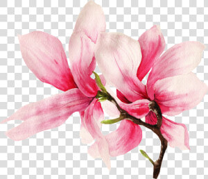 This Graphics Is Hand Painted Two Magnolia Flowers   Magnolia Png  Transparent Png