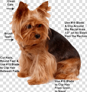 Grooming Yorkie  HD Png Download