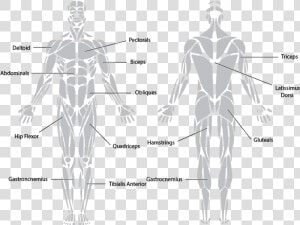 Antagonistic Muscle Action   Muscular System Black And White  HD Png Download