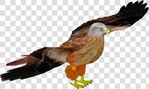 Red Kite   Red tailed Hawk  HD Png Download