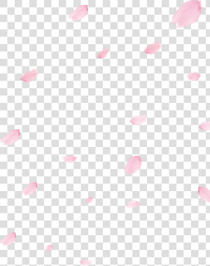 Cherry Blossom Petal Png   Cherry Blossom Petals Png  Transparent Png