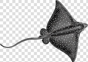 Spotted Eagle Ray Drawing  HD Png Download