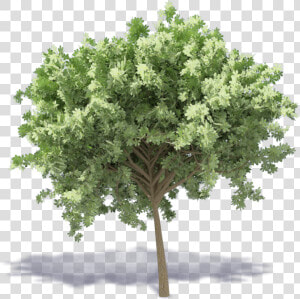 Chestnut Tree   Mulberry Tree Png  Transparent Png