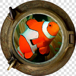 Clownfish Marine Section Png   Porthole Ship Wreck  Transparent Png