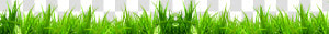 Wheat Grass Png   Sweet Grass  Transparent Png