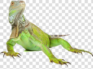 Download Iguana Png Image   Iguana Png  Transparent Png