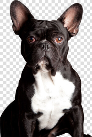 Clip Art Meet Our Powerpet Model   French Bulldog  HD Png Download