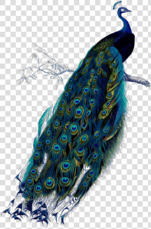 Transparent Peacock Clipart   Vintage Peacock Png  Png Download