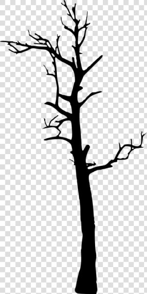 Tree Woody Plant Clip Art   Tree Silhouette Art Transparent  HD Png Download