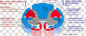 Spinal Cord Tracts  HD Png Download