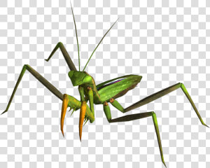 Mantis Png   Fallout New Vegas  Transparent Png