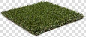 Hedge  HD Png Download