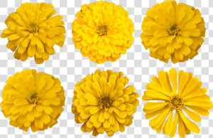 Marigold Flower Cutout Photo   Marigold Clipart  HD Png Download