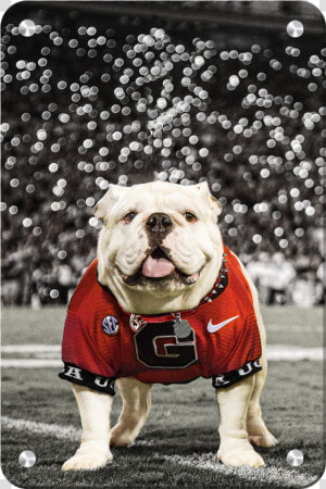 Uga Under The Lights   University Of Georgia  HD Png Download