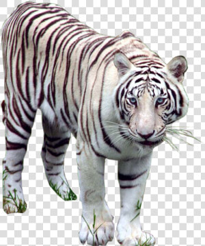 White Tiger Images   White Tiger Png  Transparent Png