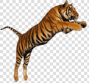  beautiful  white  orange  jumping  wild  animal  cat   Subhash Chandra Bose With Tiger  HD Png Download