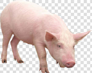 Domestic pig   Pig Png  Transparent Png