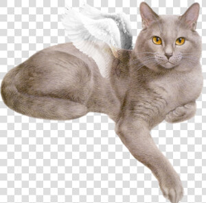  beautiful  white  fluffy  wings  flying  cat  gray   Cat Gif Png Transparent  Png Download