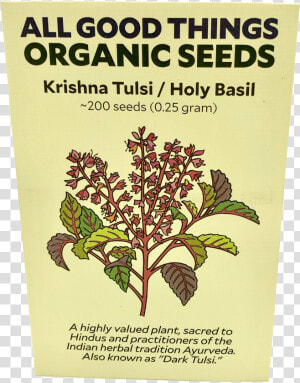 Tulsi   Holy Basil  HD Png Download