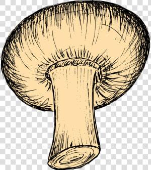 Mushroom Drawing 5   Russula Integra  HD Png Download