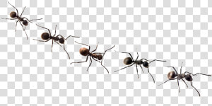 Ants Png Free Background   Transparent Background Ant Clip Art  Png Download