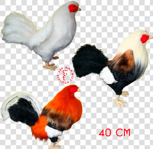 Clip Art Exclusive Tailoring Of Roosters   Rooster Fighting Toys  HD Png Download