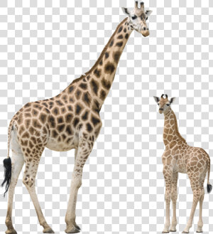 Download Giraffe Png Transparent Images Transparent   Giraffe Png  Png Download