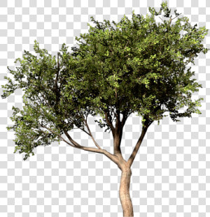 Arbre Photoshop Png  Transparent Png