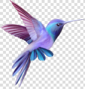 Hummingbird Png   Pink And Purple Hummingbird  Transparent Png