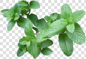 Herb Mint Cut   Gravida Pode Tomar Cha De Hortelã  HD Png Download