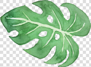 White Watercolor Png  tropical Leaf Watercolor Png   Watercolour Palm Leaves Png  Transparent Png