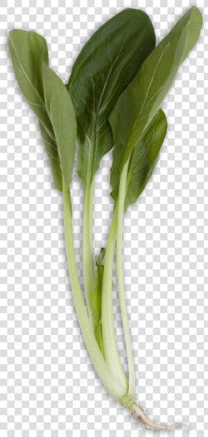 Bok Choy Transparent Png   Bok Choy Long  Png Download