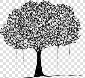 Banyan  Banyan Tree  Canopy  Leafy Trees  Plant  Shade   Drawing Of Peepal Tree  HD Png Download