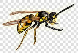 Wasp Png   Wasp With Clear Background  Transparent Png