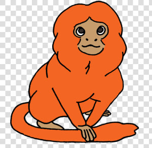 Transparent Lion Png Clipart   Golden Lion Tamarin Cartoon  Png Download